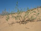 Gypsophila paniculata. Бутонизирующее растение. Южный Казахстан, Жамбылская обл., окр. с. Акыртобе; южная часть песков Мойынкум, полузакреплённые пески. 12 мая 2021 г.