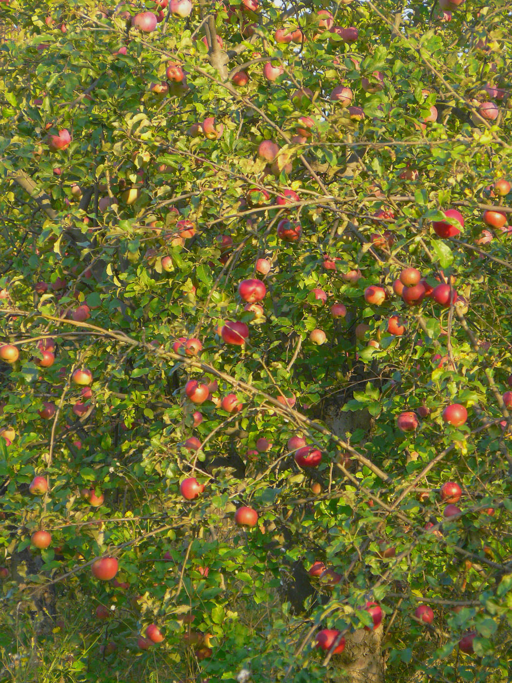 Image of Malus domestica specimen.