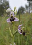 Ophrys scolopax. Соцветие. Испания, Каталония, пров. Жирона, комарка Баш Эмпорда, муниципалитет Тороэлья-де-Монгри, долина Санта-Катерина, разнотравье гарриги. 23.05.2021.