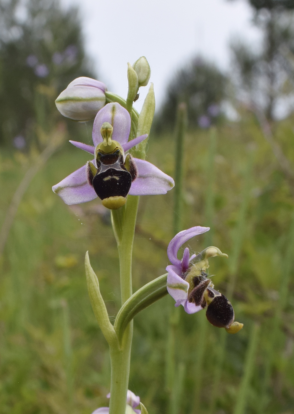 Изображение особи Ophrys scolopax.