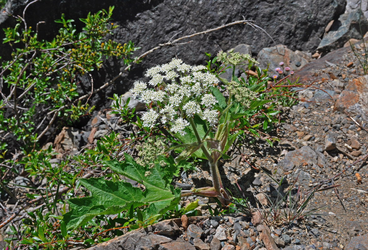 Изображение особи Heracleum dissectum.