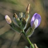 Astragalus zingeri variety violascens. Соцветие розовоцветковой формы. Республика Татарстан, г. Бавлы. 13.05.2010.