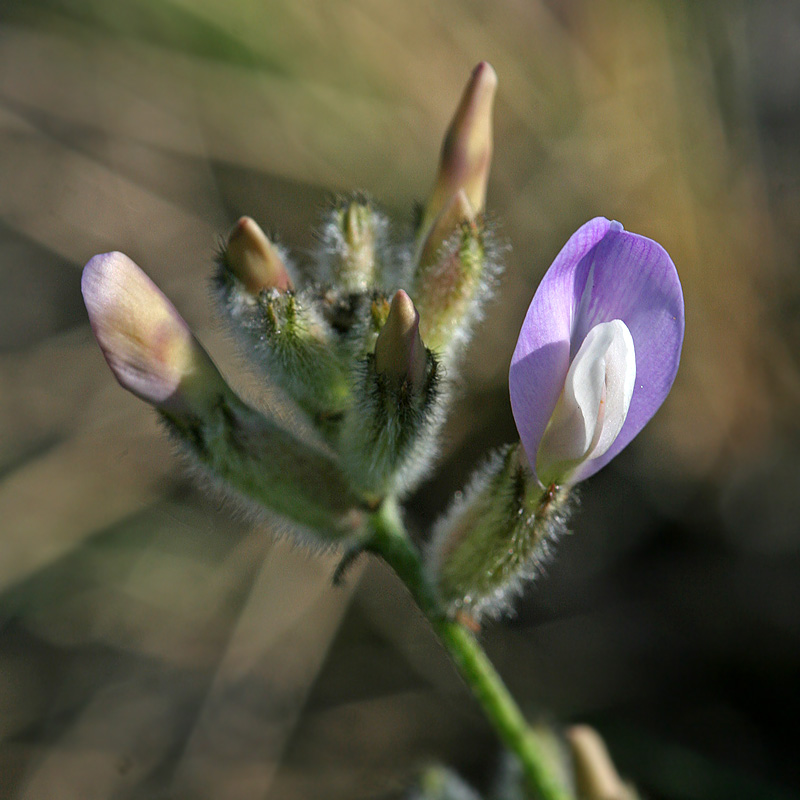 Изображение особи Astragalus zingeri var. violascens.