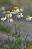 Anthemis