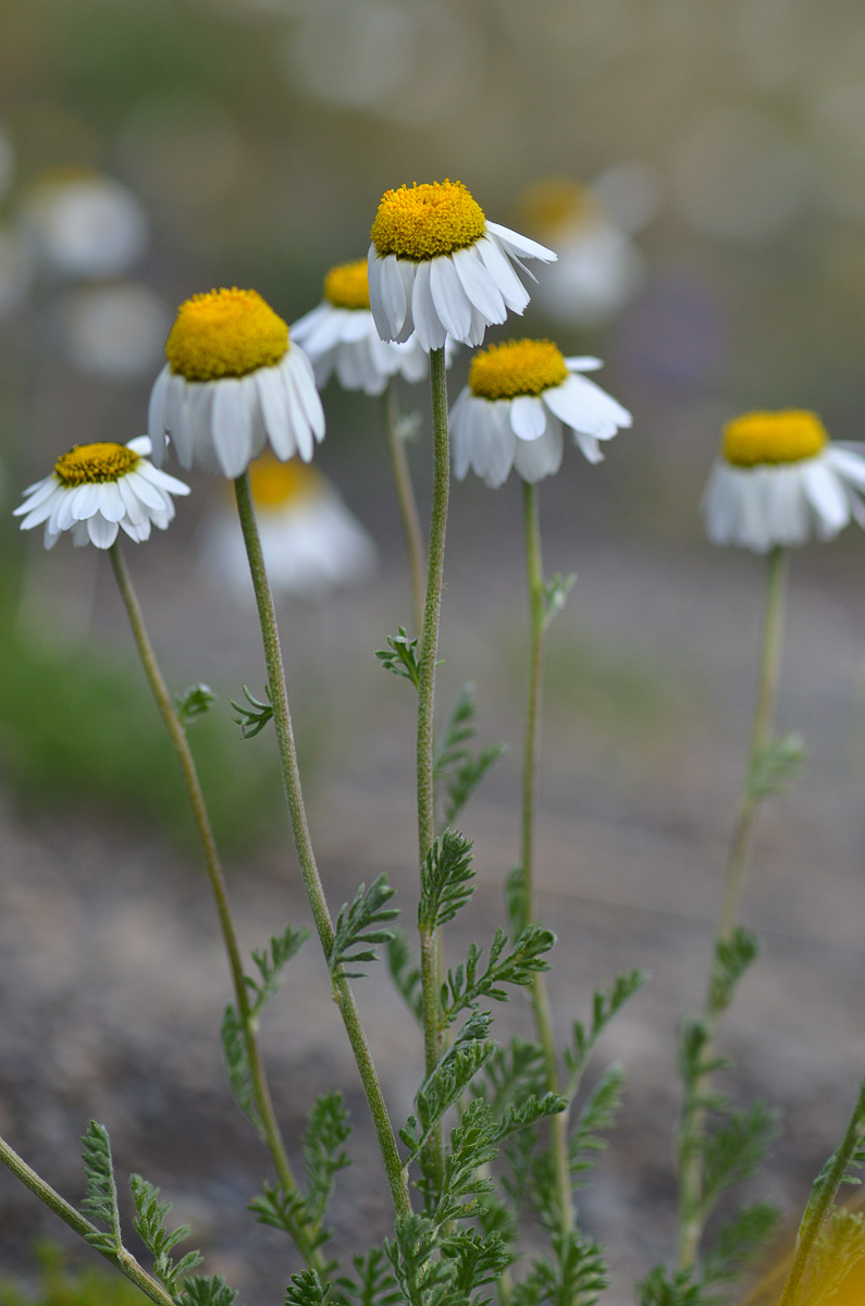 Image of genus Anthemis specimen.