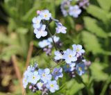 род Myosotis