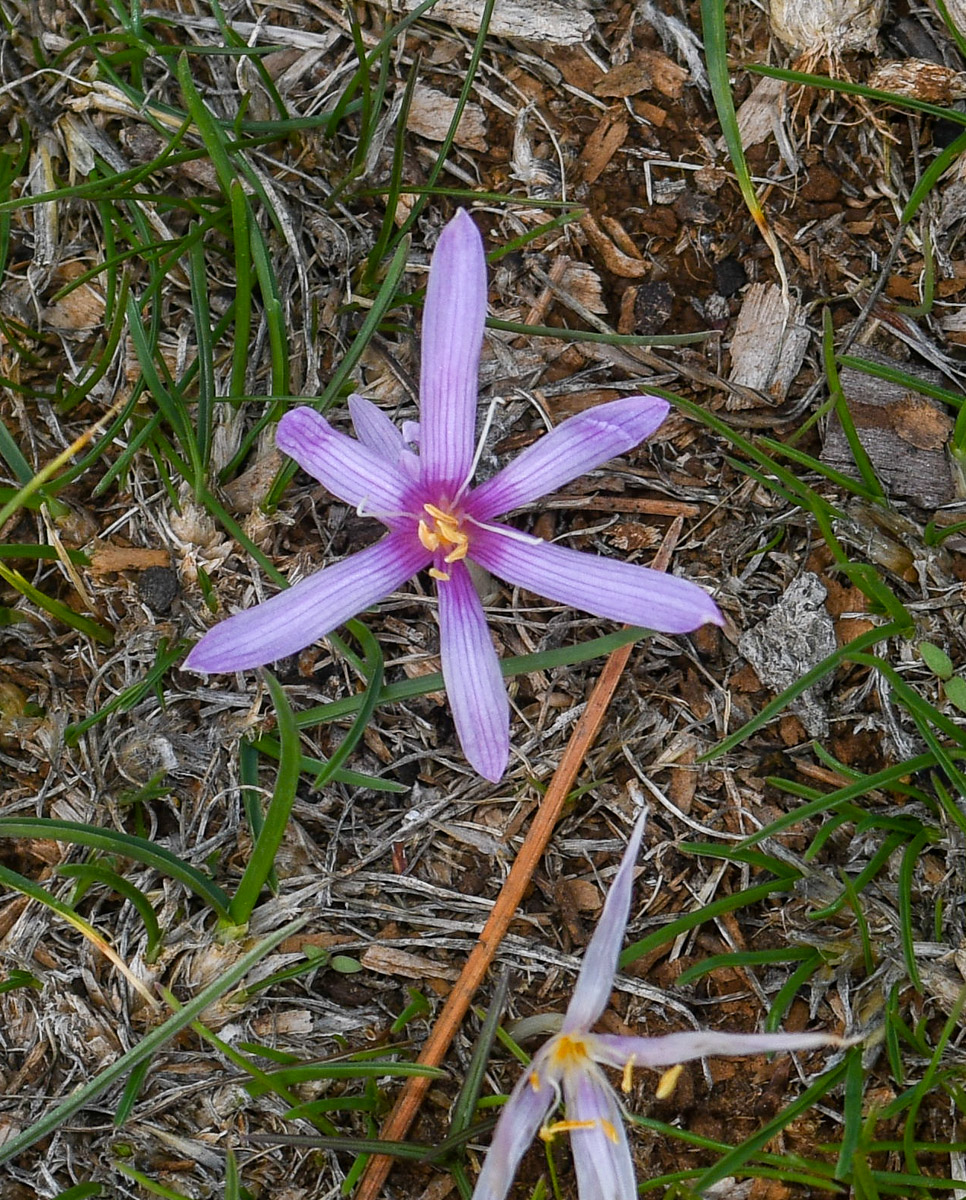 Изображение особи Crocus hermoneus.