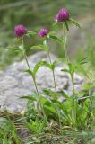 Trifolium alpestre