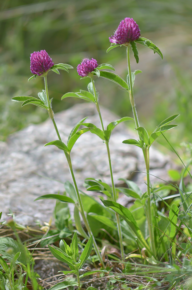 Изображение особи Trifolium alpestre.