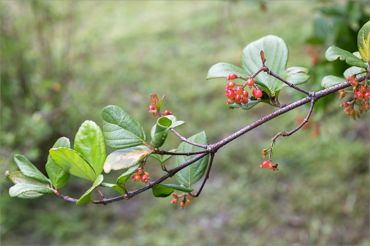 Изображение особи Viburnum suspensum.