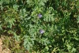 Erodium ciconium