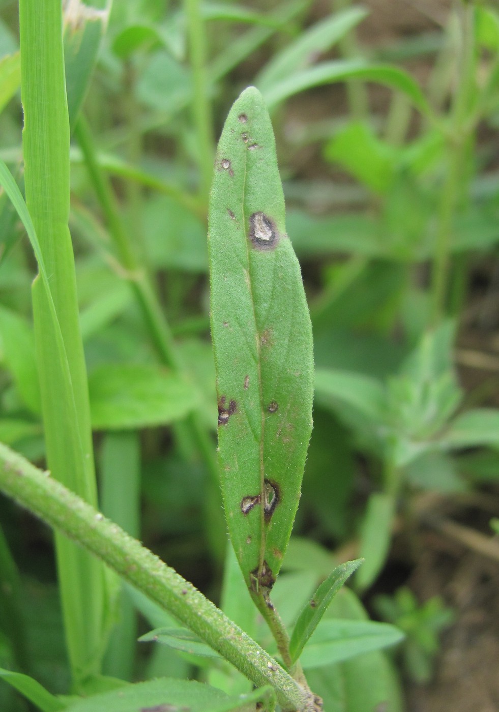 Image of Ziziphora capitata specimen.