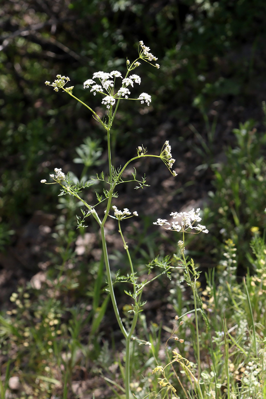 Изображение особи Oedibasis chaerophylloides.