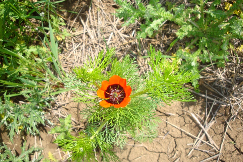 Image of Adonis bienertii specimen.