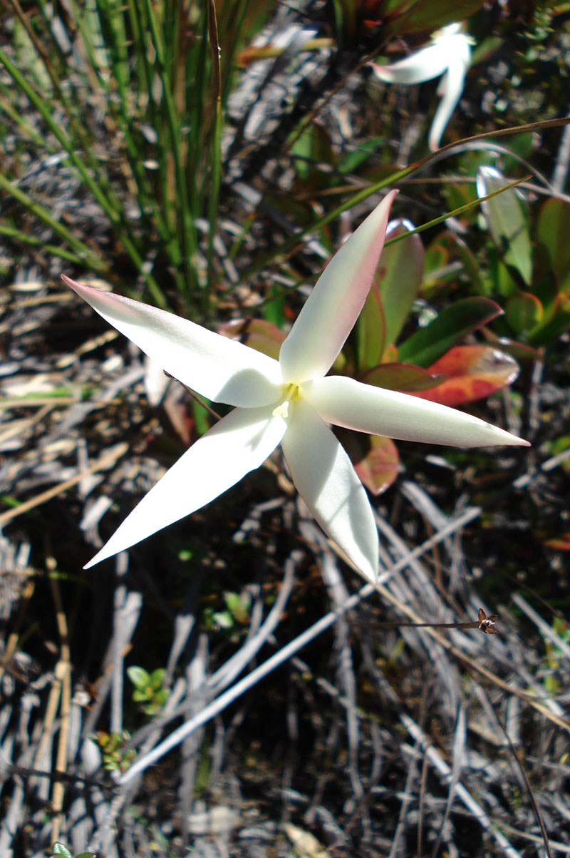 Image of Maguireothamnus speciosus specimen.