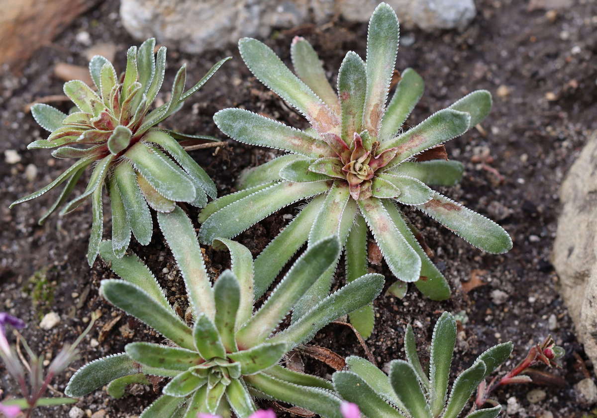 Изображение особи Saxifraga cotyledon.