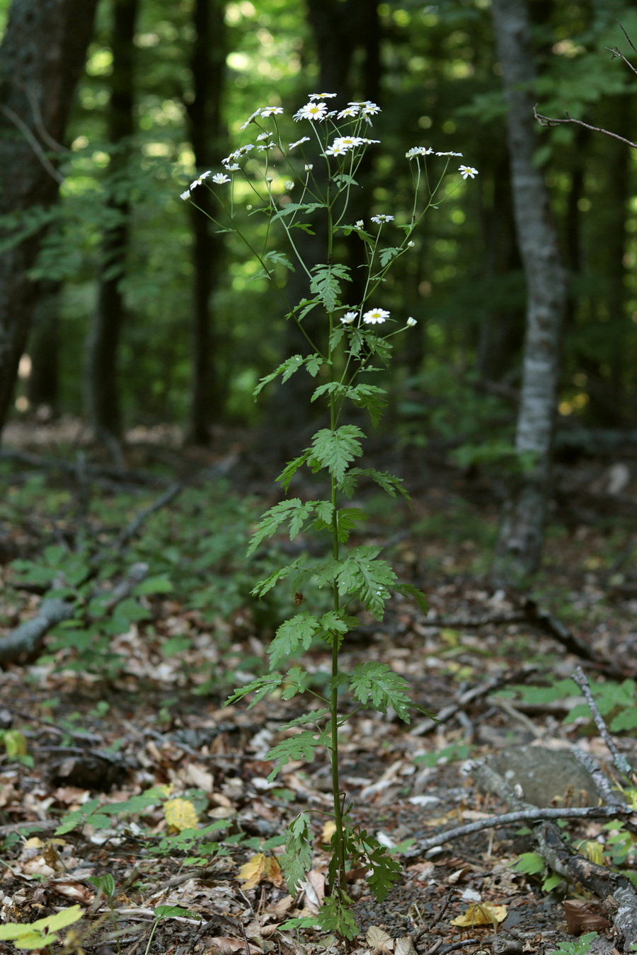 Image of Pyrethrum parthenifolium specimen.