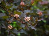 Physocarpus opulifolius