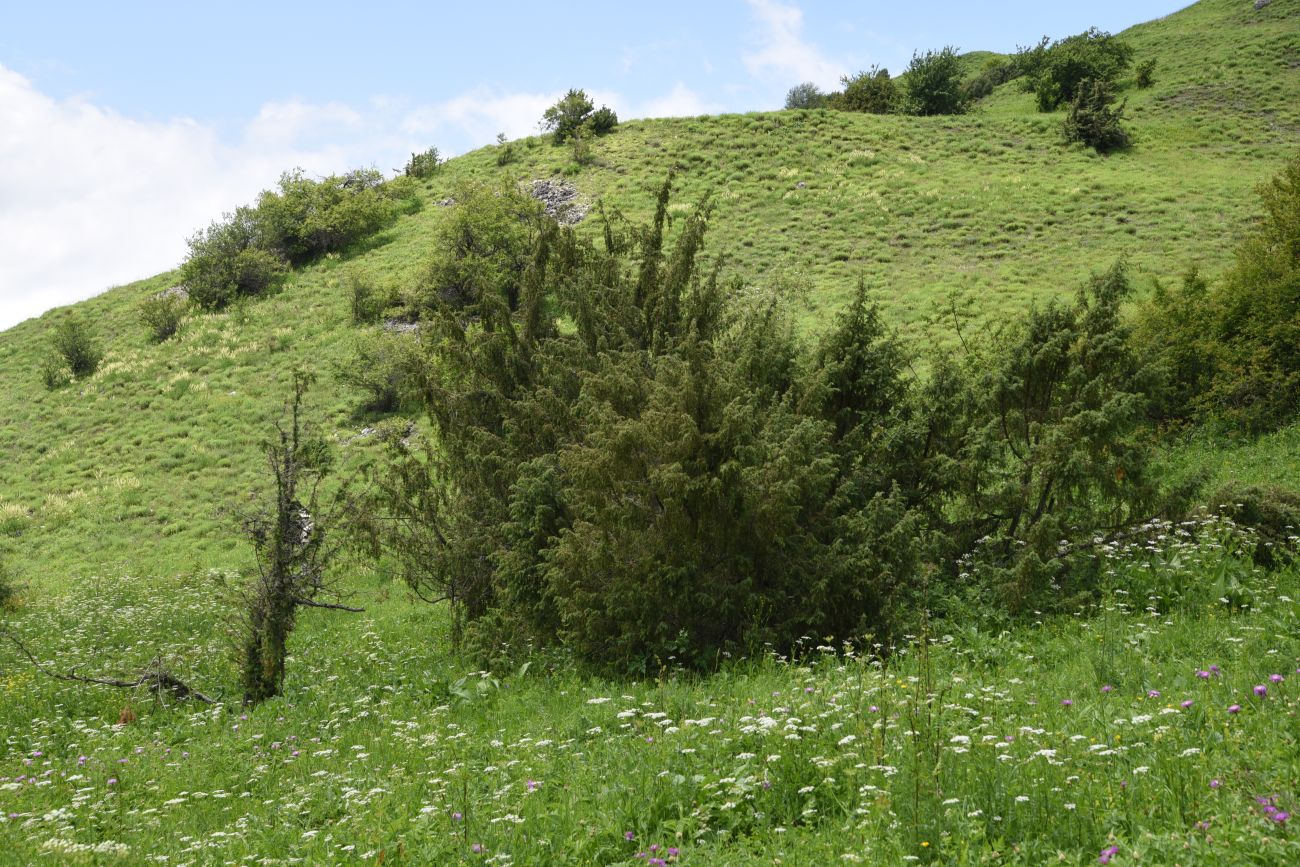 Image of Juniperus oblonga specimen.