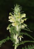 Pedicularis sibthorpii. Соцветие. Дагестан, Казбековский р-н, окр. пос. Дубки, дубовый лес. 31 мая 2022 г.