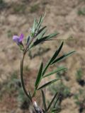 Vicia olbiensis. Верхняя часть растения. Крым, Керченский п-ов, окр. с. Бондаренково. 2 мая 2010 г.