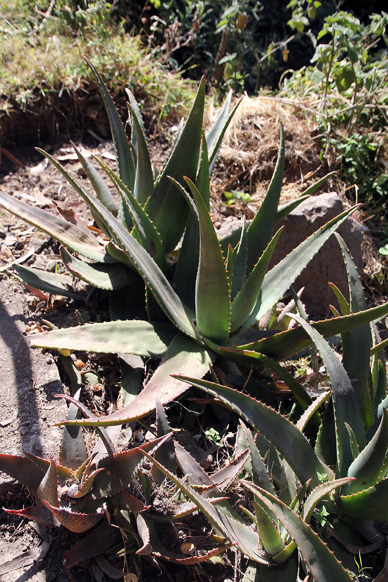 Изображение особи род Aloe.