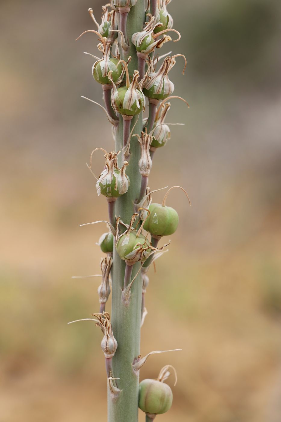 Изображение особи Eremurus inderiensis.