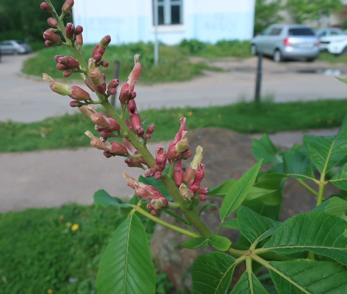 Изображение особи Aesculus pavia.