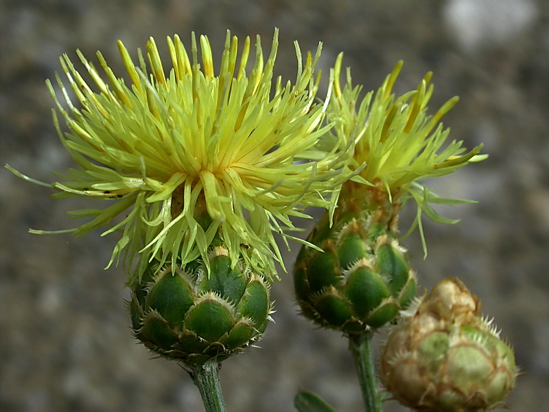 Image of Centaurea salonitana specimen.