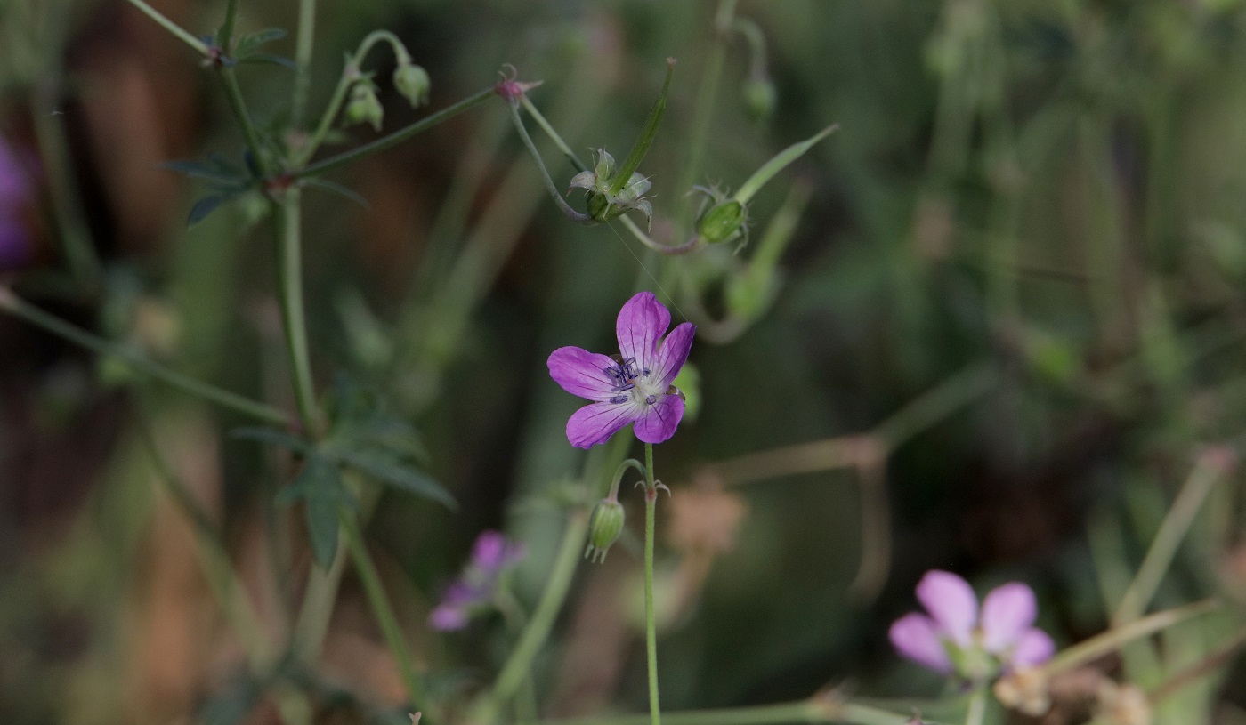 Image of Geranium collinum specimen.