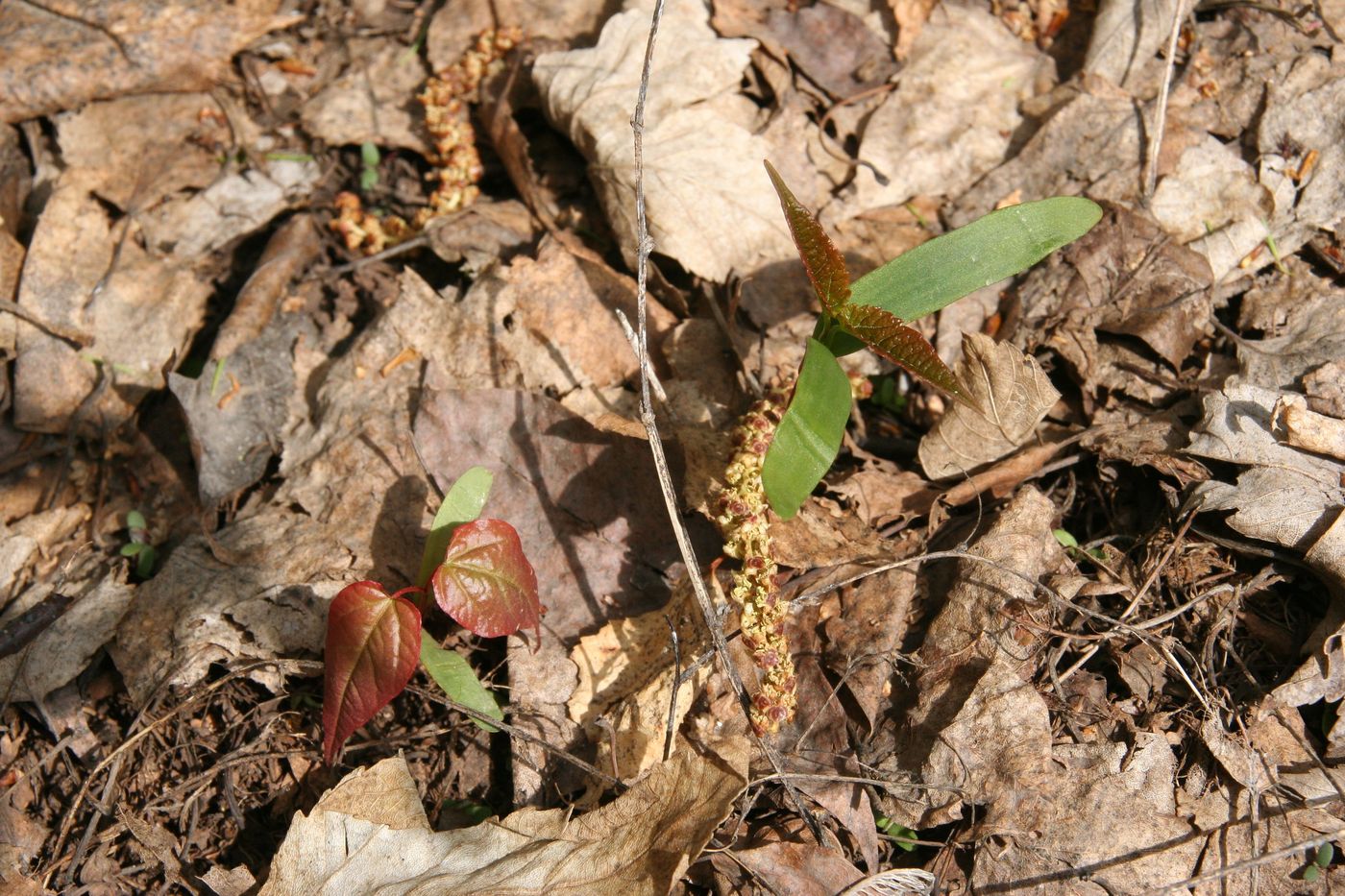 Image of genus Acer specimen.