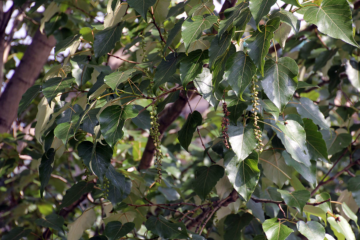 Image of genus Populus specimen.