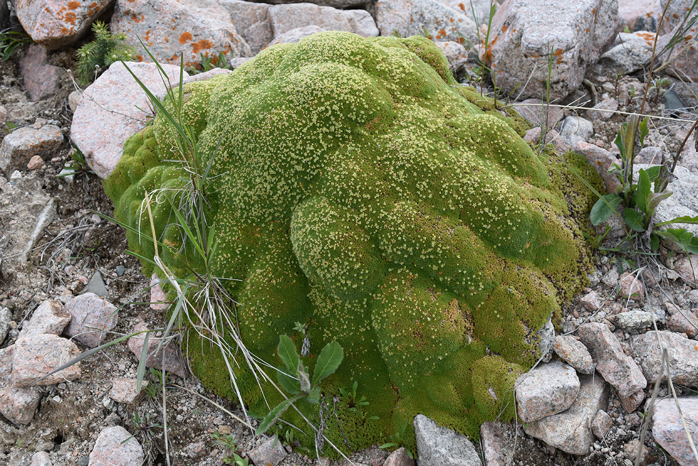 Image of Thylacospermum caespitosum specimen.