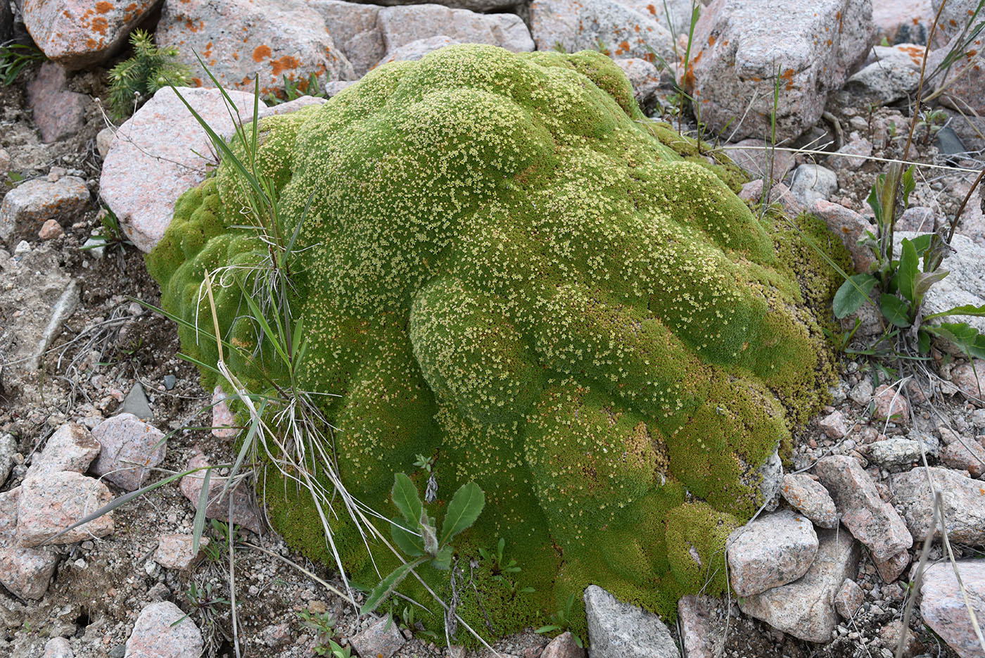 Изображение особи Thylacospermum caespitosum.