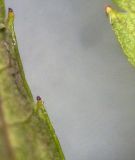 Image of taxon representative. Author is Пётр Шеенко