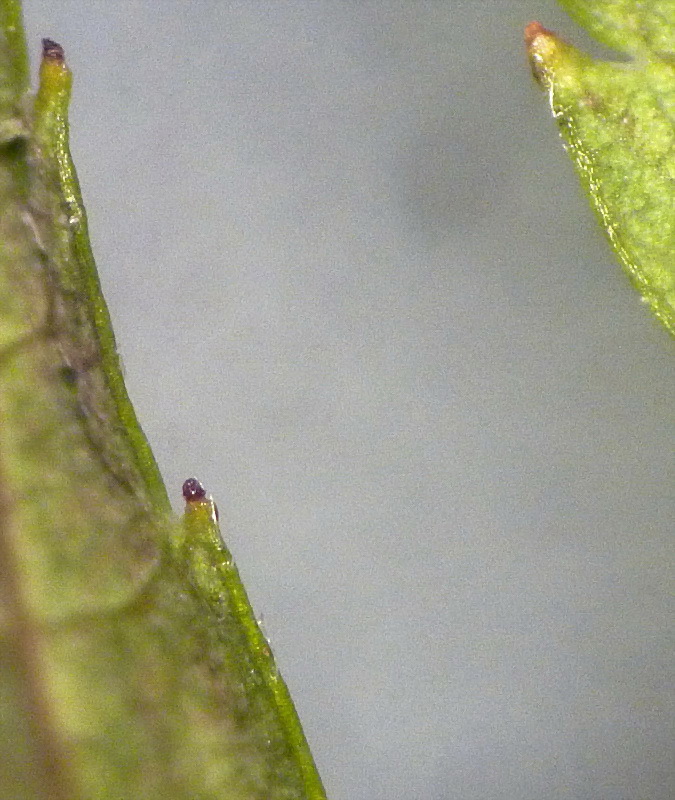 Image of Rosa davurica specimen.