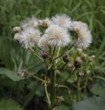 Petasites radiatus. Соплодие. Пермский край, Кунгурский р-н, окр. ур. Камень Ермак, правый берег р. Сылва. 04.06.2022.