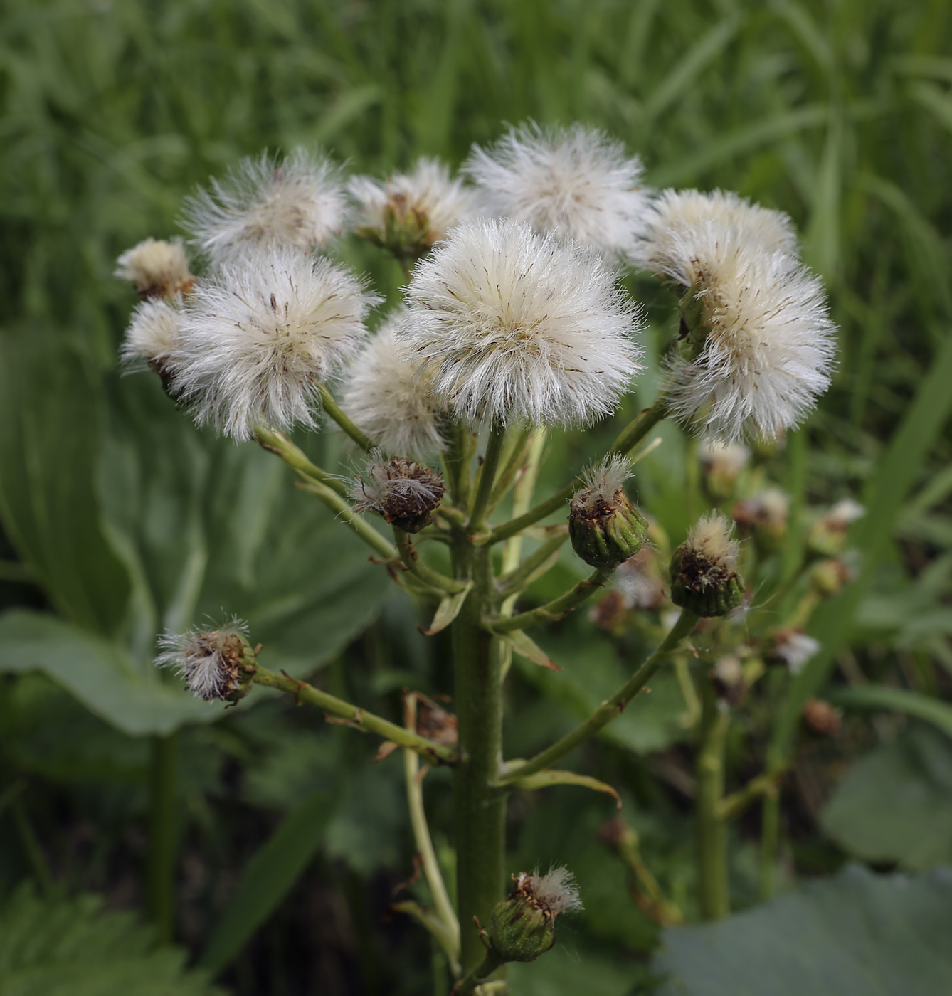 Image of Petasites radiatus specimen.