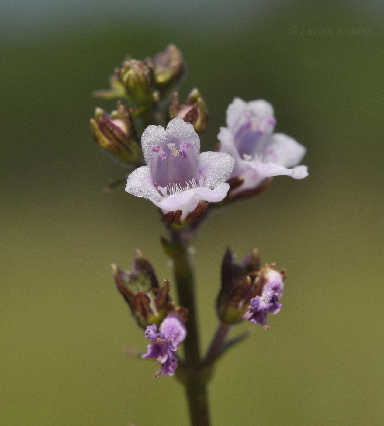 Image of Mosla dianthera specimen.