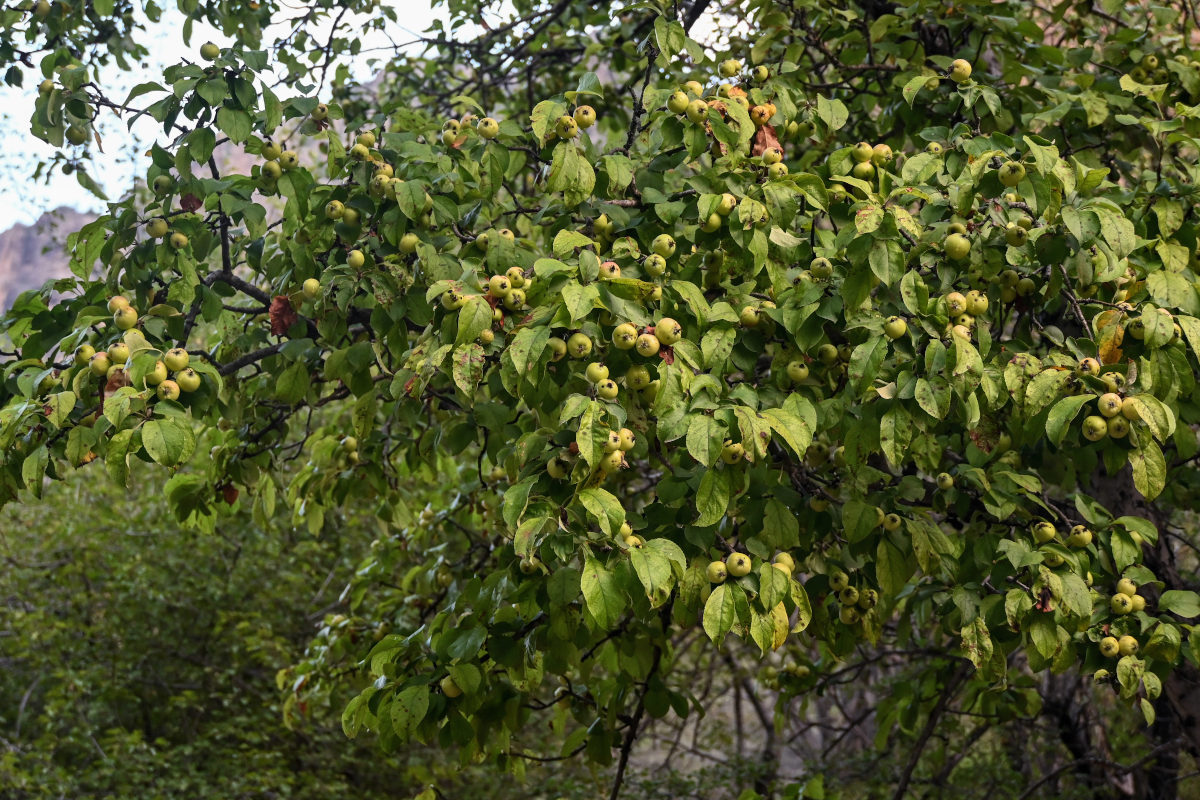 Изображение особи Malus sieversii.