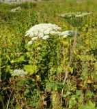 Macrosciadium alatum