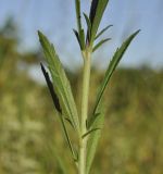 Veronica linariifolia. Часть побега. Приморский край, Уссурийский гор. округ, окр. с. Монакино, небольшая сопка, поляна в широколиственном лесу. 03.09.2022.