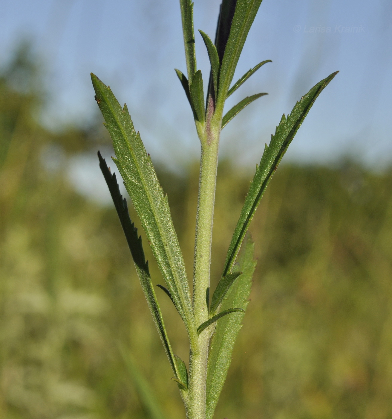 Image of Veronica linariifolia specimen.