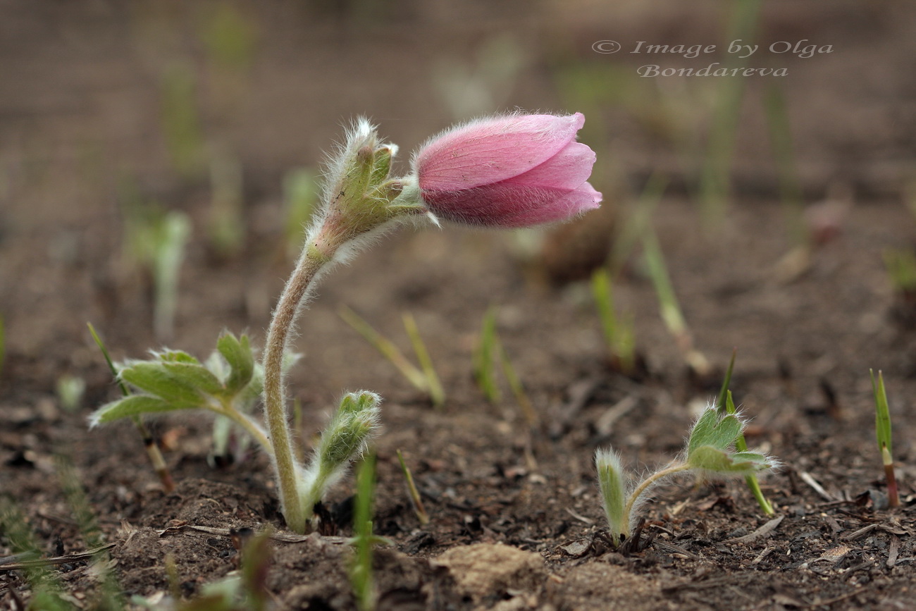 Image of Pulsatilla chinensis specimen.