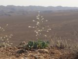 Смотреть изображение Crambe edentula