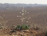 Crambe edentula