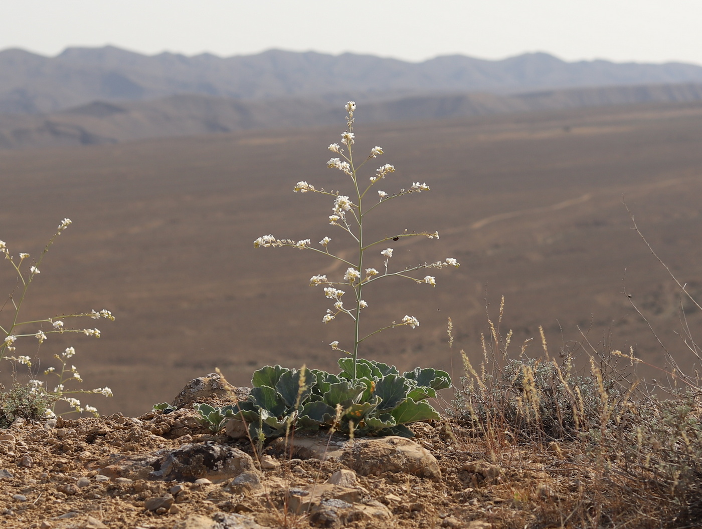 Image of Crambe edentula specimen.