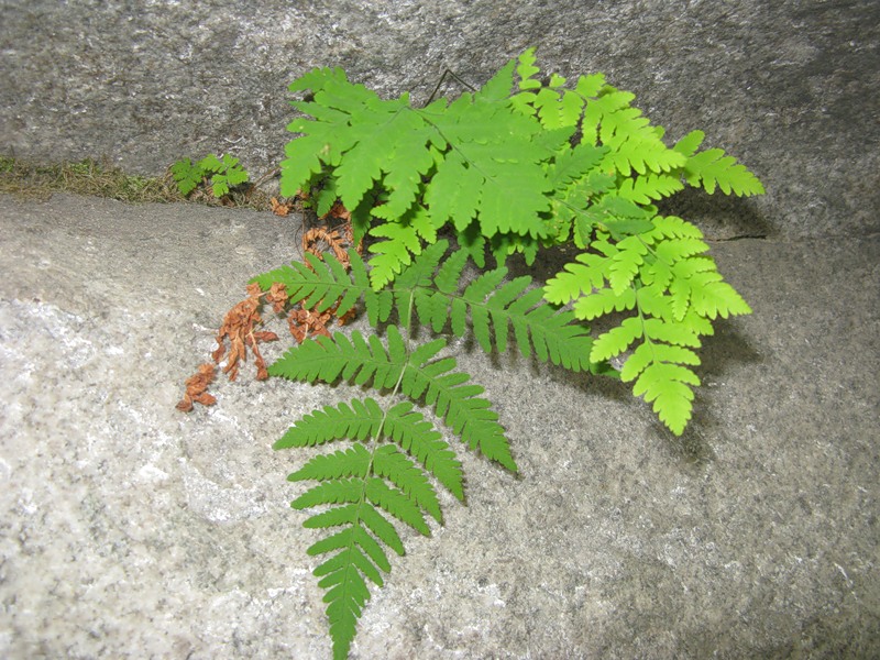 Изображение особи Gymnocarpium dryopteris.