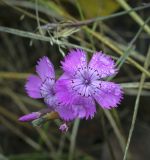 Dianthus versicolor