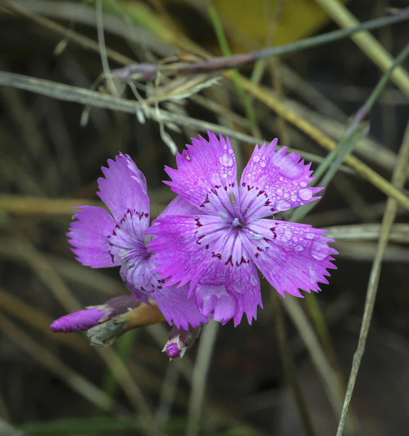Изображение особи Dianthus versicolor.